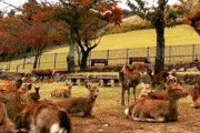 韓国人「日本・奈良公園のシカが過去最多となる1465頭に達する」→「なぜ奈良のシカがここまで増えたんですか？」