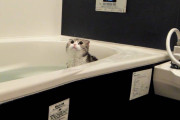 【ねこ動画】ねこの入浴