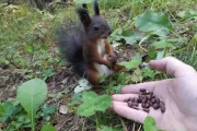 野生のリスがエサを食べながらなぜかフリーズしてしまう動画が話題に