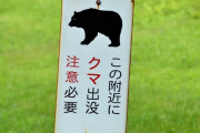 【謎】秋田のクマ、何故か殺害される