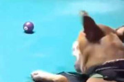 イヌと一緒に「ビリヤード」をやってみた。人がミスをする → 犬はこうした…