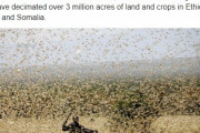 【蝗害】東アフリカで「バッタ数十億匹」がふ化してしまう…第3波の襲来にも備えなければならなくなった模様