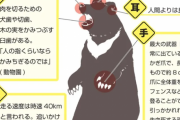 本州最強の「猛獣」ツキノワグマと遭遇！ その時どうする？「こんな怖いもんと思わんかった。クマは別格だ」