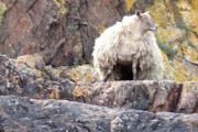 【イギリス】崖下で2年もひとりぼっちの羊が見つかる　毛は地面につくほど伸び「群れを作る動物には拷問」