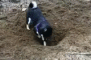 【悲報】穴を掘っていた犬、どうでもよくなる。