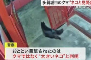【宮城】クマらしき個体の目撃情報→警察が防犯カメラ確認「大きめの猫でした」