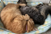 【画像多め】猫好き来てくれ、部屋のアドバイスくれへんか？