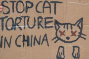 中国の猫虐殺グループの存在をBBCが報道。リーダーは東京在住