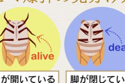 夏終盤に地面に落ちている「セミ爆弾」「セミファイナル」の見分け方