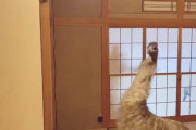【画像】OLさん、和室で恐竜みたいな動物を飼ってしまうｗｗｗｗｗｗ