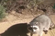 「あせったアライグマが自然にふるまおうとすると…」→こうなる