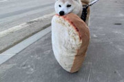 柴犬「パンじゃなきゃだめ！」　食パンをくわえてお散歩に出るワンちゃんが恋に落ちそうなかわいさ