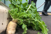 【悲報】大阪の大根、何者かに引き抜かれる　「誰がこんなこと…」