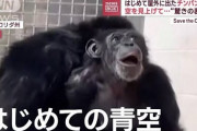 【動画】オリで28年過ごしてきたチンパンジー、生まれて初めて空を見るwwwwwwwwwwwwwwwwwwwww