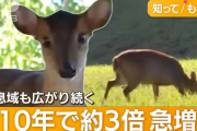 千葉県、キョンに支配されそう