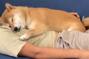【朗報】イッヌ、目覚める