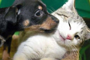 猫、正論で犬を諭している模様