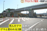 三陸道でクマとトラック衝突　死んだクマは成獣か…子グマ2頭が数時間とどまり続け