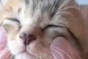 子ネコの顔を指でマッサージしてみた。気持ちいいのかな？ → 子猫の返事はこちらです…
