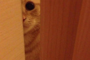 トイレのドアの隙間開けて入ってると高確率でねこに覗かれている【再】