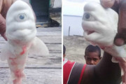 【画像】インドネシアで発見された新種のサメやばすぎワロタｗｗｗｗｗｗｗｗｗｗｗｗｗｗｗｗｗｗｗｗｗｗｗｗｗｗｗｗｗｗ