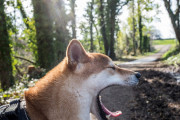 【画像あり】爺ちゃんが山から野良犬拾ってきて飼うことなったら名前考えてくれｗｗｗｗｗｗｗｗ
