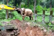 【動画】穴に落ちた象をショベルカーで救出、命の恩人だと思い象がショベルカーにお礼