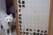 犬「また俺なんかやっちゃいました？ｗ」