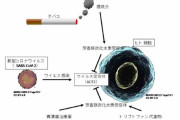 【広島大学】タバコの煙成分が新型コロナウイルス感染受容体ACE2発現量を抑制することを確認、喫煙者の感染が少ないことが実証される