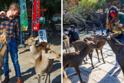世界各国の鳩みたいに身近な動物　日本からは奈良の鹿が選ばれる part2