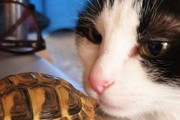 【ねこ画像】カゴを使って潜入捜査中の猫さん…そこからちゃんと見えてるんでしょうかwww