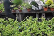 【動画】神奈川県で撮影された盆栽どろぼうの防犯カメラ映像が拡散希望中。