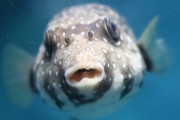 ふぐ「ハァハァ…猛毒持ちに進化したぞ！これで一族繁栄間違いなしやろなぁ」日本人「おっ」