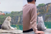 腰かけスタイルでゆったりと景色を眺める旅する猫ちゃんが可愛い（中国）