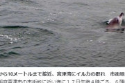 京都の宮津湾に「イルカ」の群れが出現！市街地近く、人々が集まる
