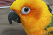 15万した俺のペットのインコｗｗｗｗｗｗｗｗｗ