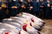 豊洲のマグロ初競り、史上最高値５億１０３０万円…「すしざんまい」が６年ぶり一番マグロ落札