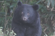 【恐怖】専門家「アメリカ軍の特殊部隊が3人1組で立ち向かってもクマには勝てない」