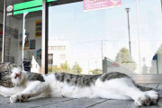 迷子のネコ、警察署に居着く　定位置は正面出入り口横、時折「建造物侵入」も　青森・弘前市
