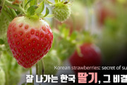 日本の方から来ましたニダ！　〜　【韓国】 K-イチゴ、東南アジアで人気「上半期果物輸出過去最高」