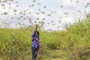 バッタ大発生20カ国以上に　コロナが追い打ち食糧難も