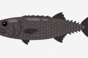 魚で一番美味いのって何？やっぱうなぎか？