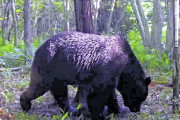 【研究】相次ぎ牛襲ったヒグマ「ＯＳＯ１８」、極度の肉食と判明…標茶町周辺の他のクマも同様の傾向