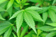 被害者「助けて！大麻を売ろうとして待ち合わせに向かったら、少年らにボコボコにされたの！」 → 少年らを逮捕 …ん？