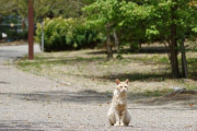 【ねこ画像】公園のねこ【再】