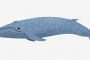 シロナガスクジラってそんなに大きいの？