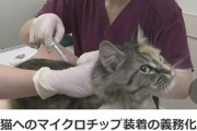 犬や猫へのマイクロチップ装着の義務化　6月1日から