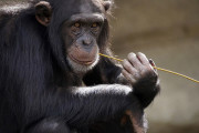 全てにおいてイケメンすぎるチンパンジーの動画