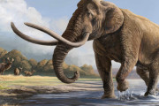 【古生物学】日本に生息していたナウマンゾウのDNA解析に成功　100万年前に大陸で分岐　山梨大など