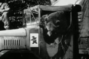 第二次世界大戦中、ポーランド軍と共に戦った熊→これマジで映画化してほしい